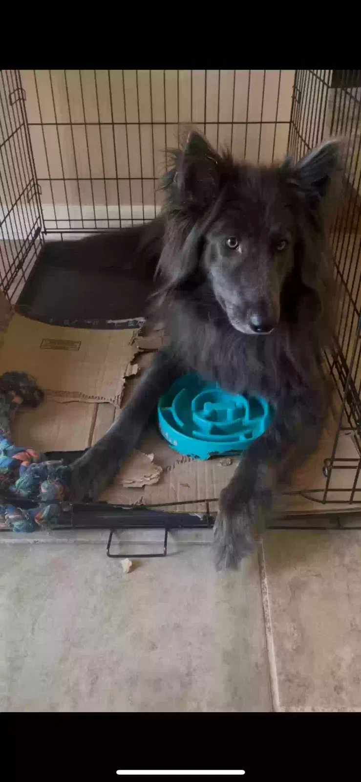 Lost dog in Ahoskie, NC, 27910