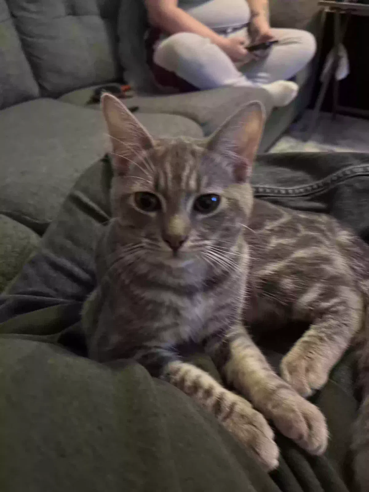 Lost cat in Montebello, CA, 90640