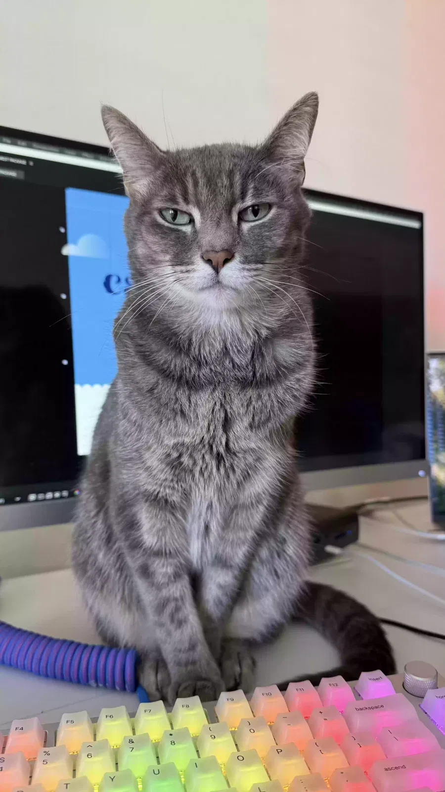 Lost cat in Rancho Palos Verdes, CA, 90275