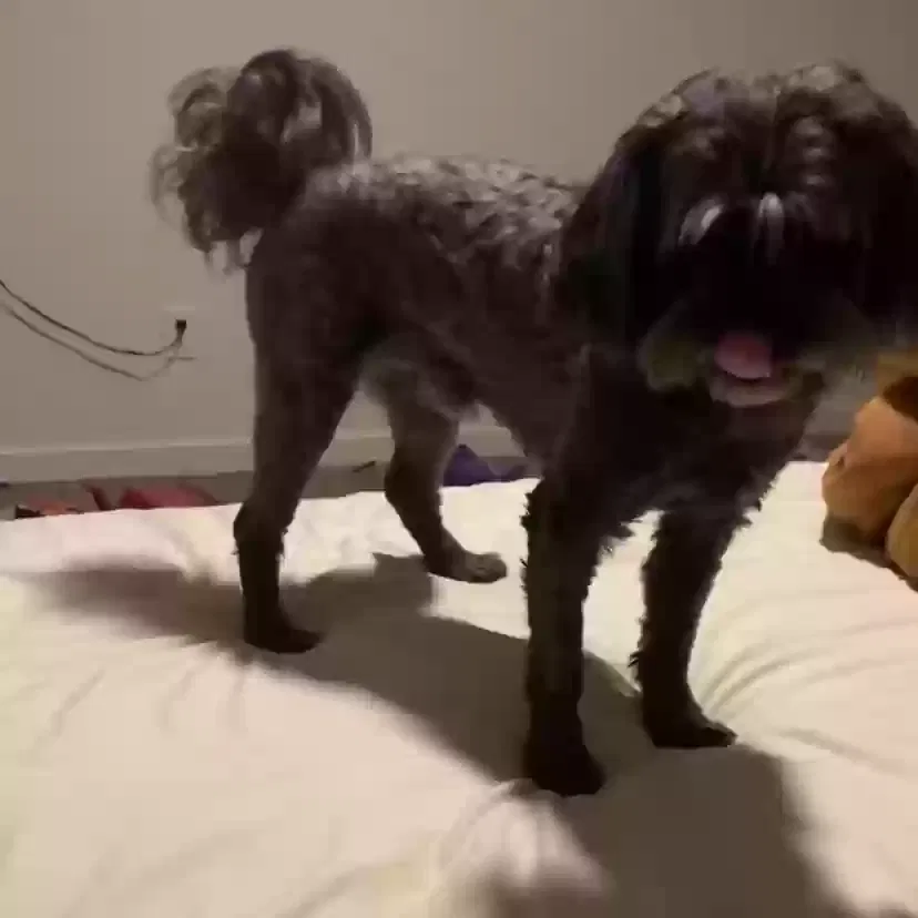Lost dog in Houston, TX, 77033