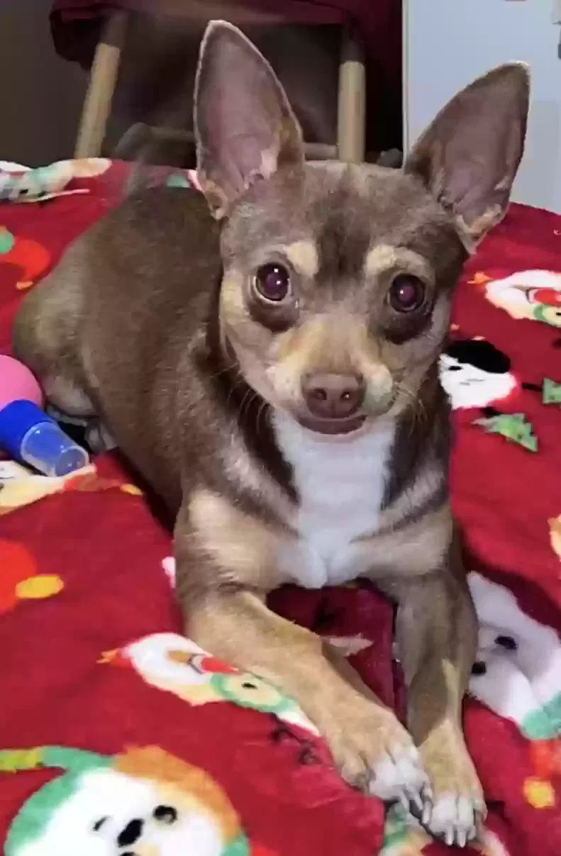 Lost dog in Conroe, TX, 77306