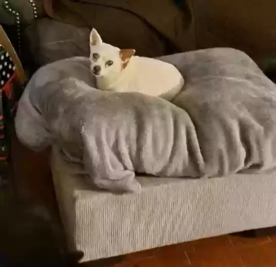 Lost dog in Columbus, GA, 31909