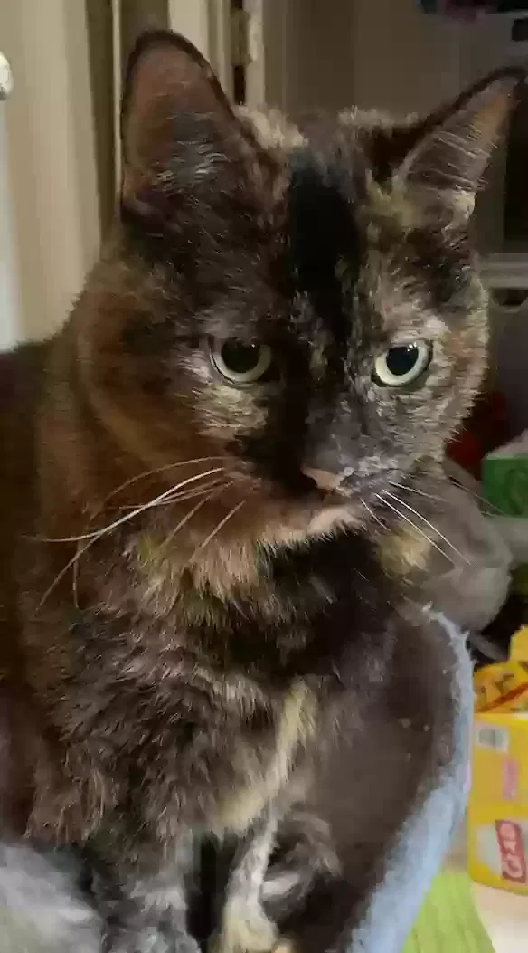 Lost cat in Orlando, FL, 32836