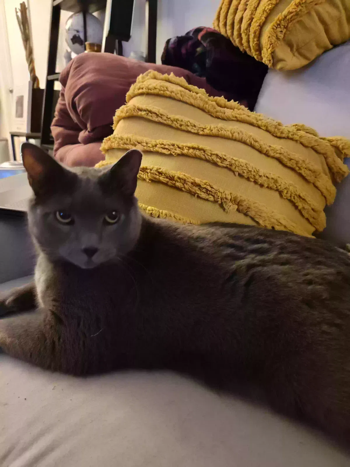 Lost cat in Tempe, AZ, 85282