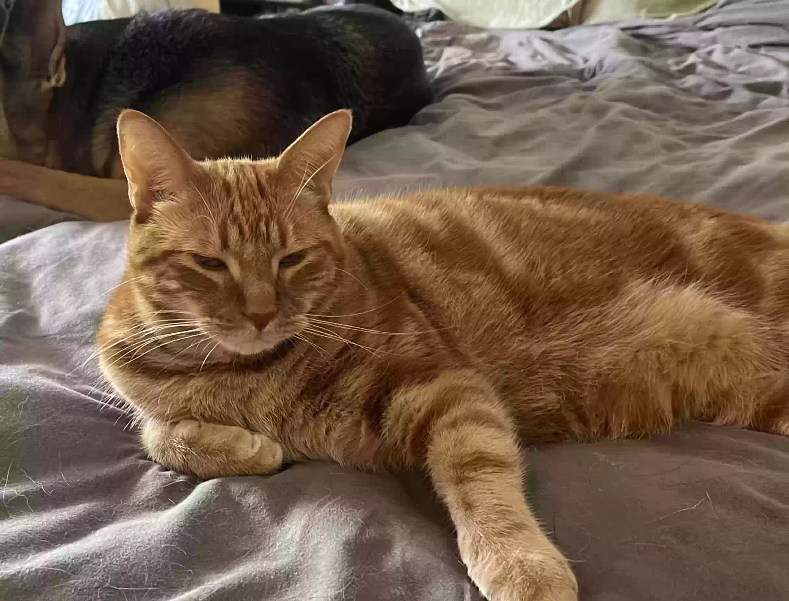 Lost cat in Marietta, GA, 30067