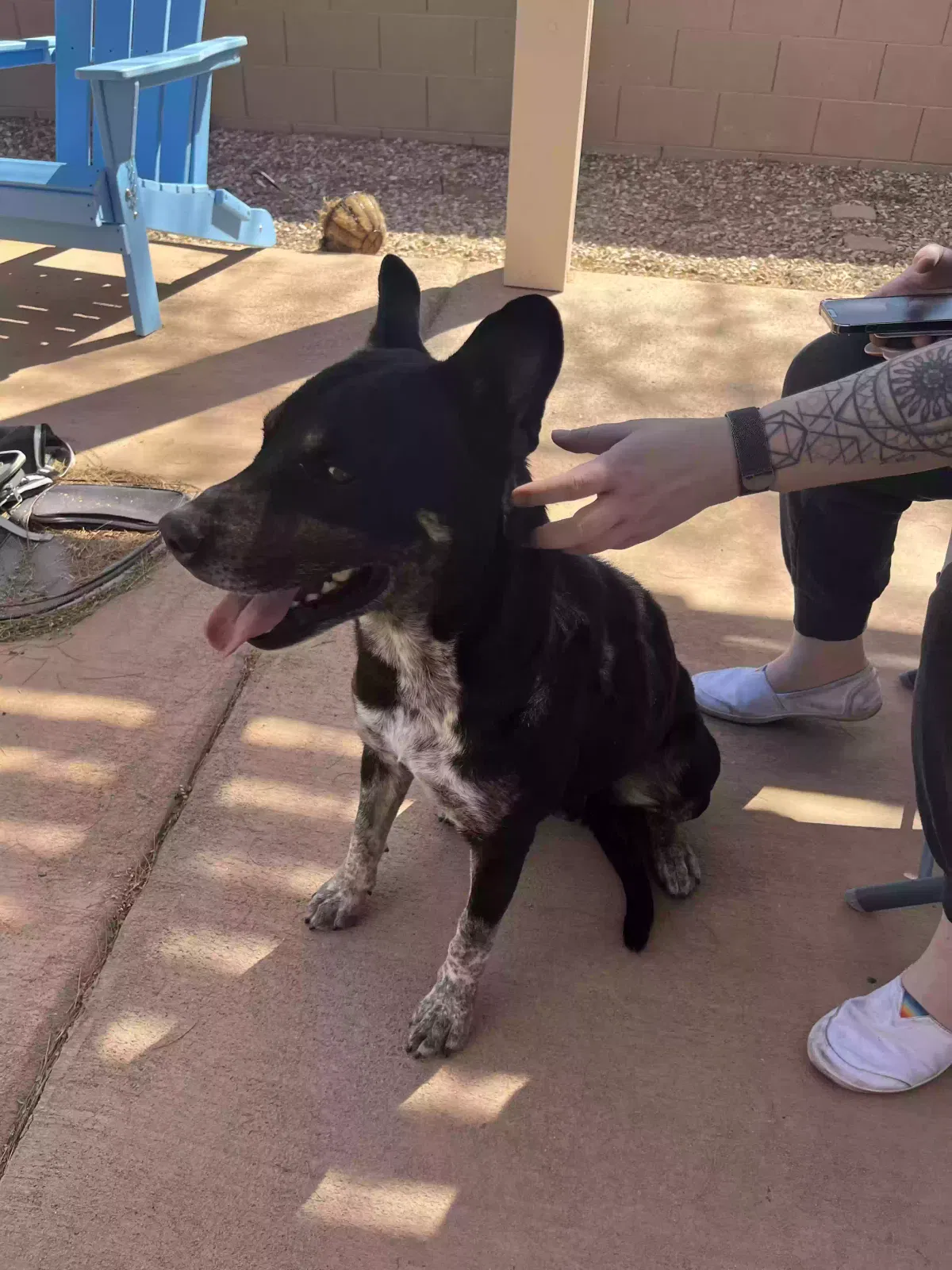 Found dog in Eloy, AZ, 85131