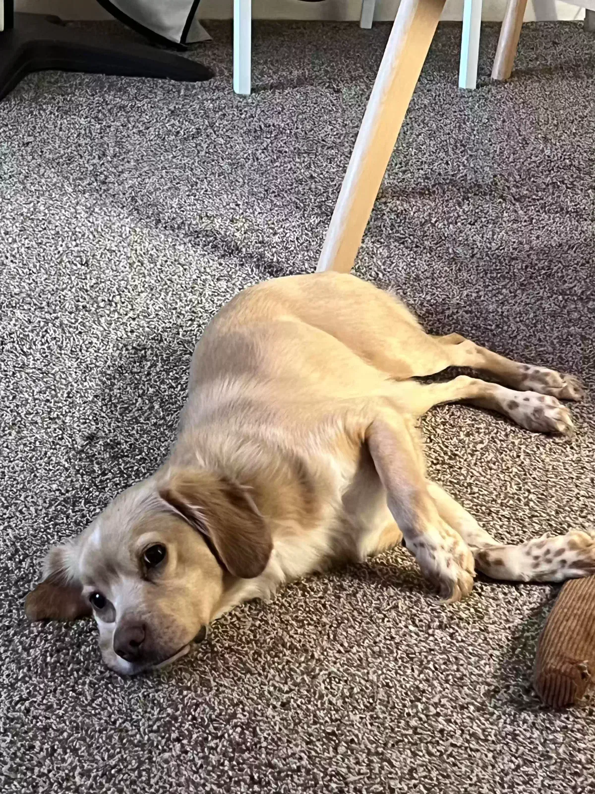 Lost dog in Adrian, MI, 49221
