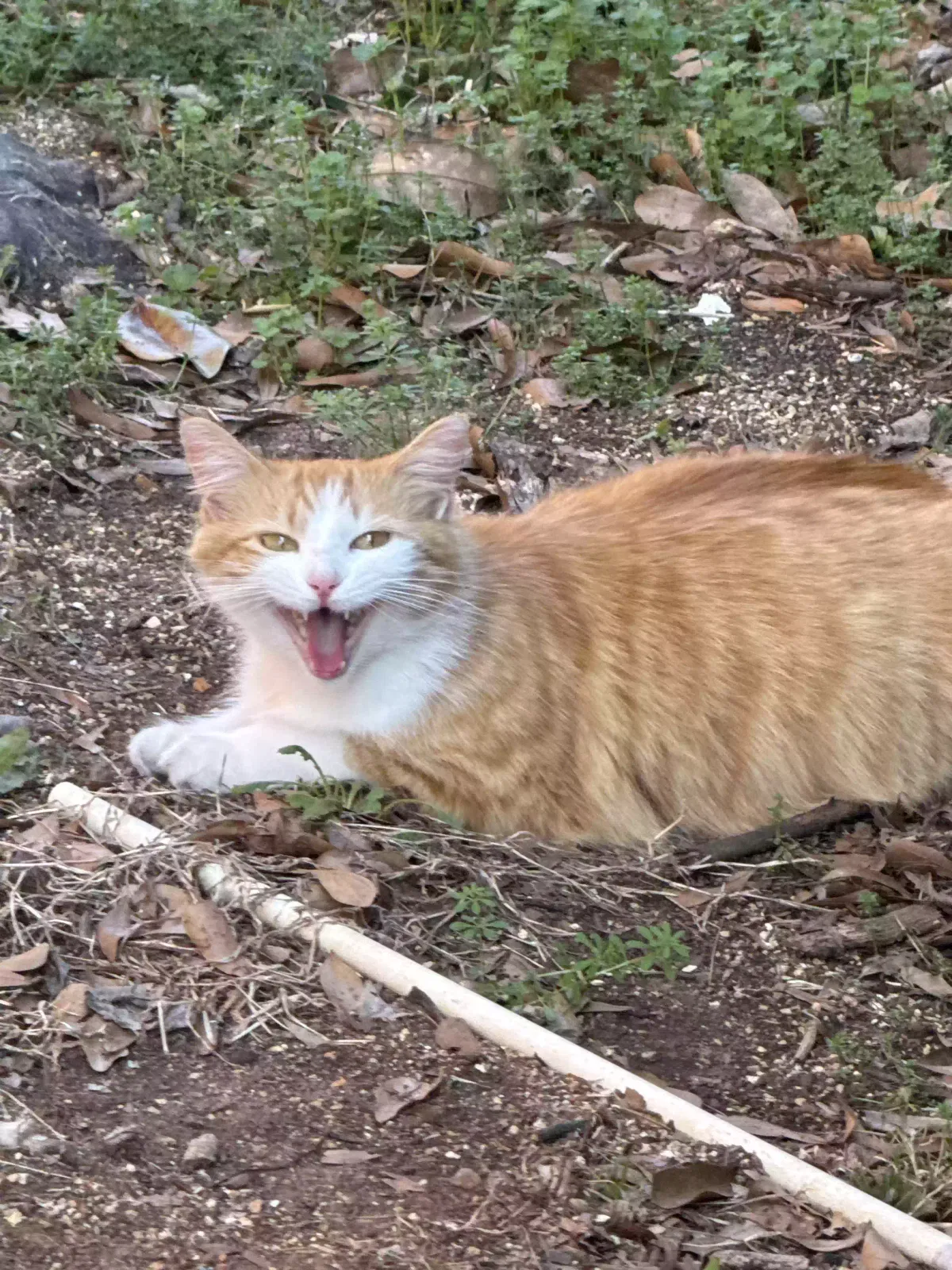 Found cat in Anniston, AL, 36207