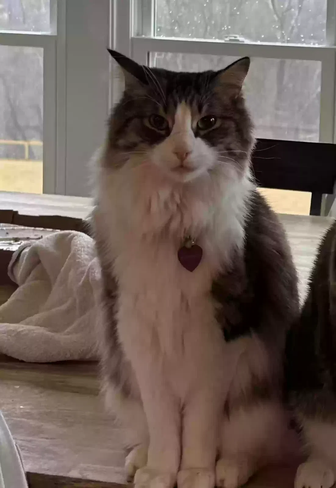Lost cat in Parkton, MD, 21120