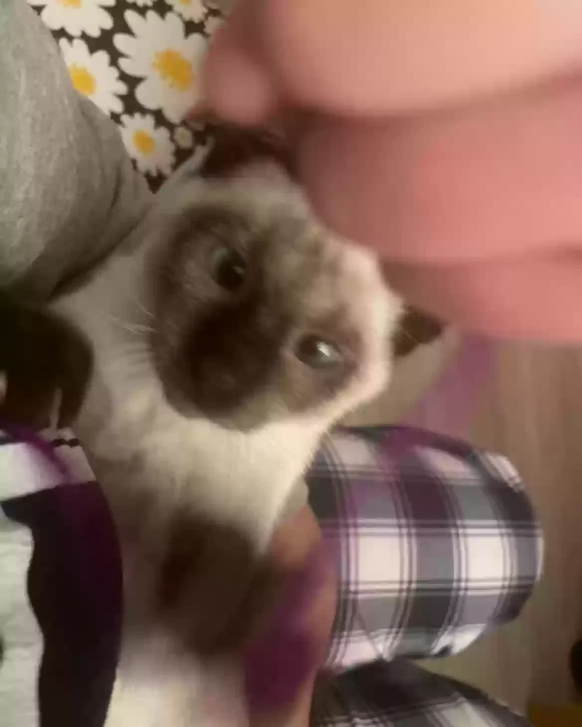 Lost cat in Vallejo, CA, 94589
