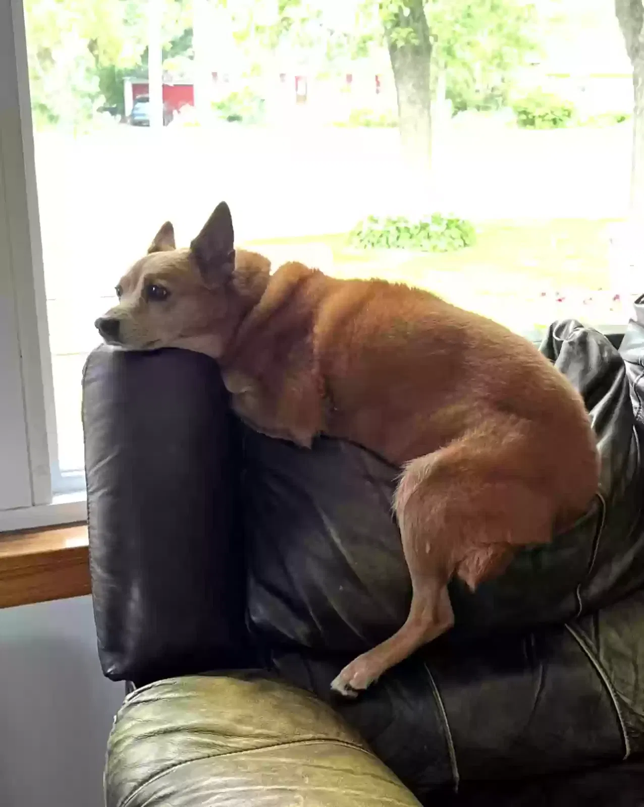 Lost dog in New Orleans, LA, 70118