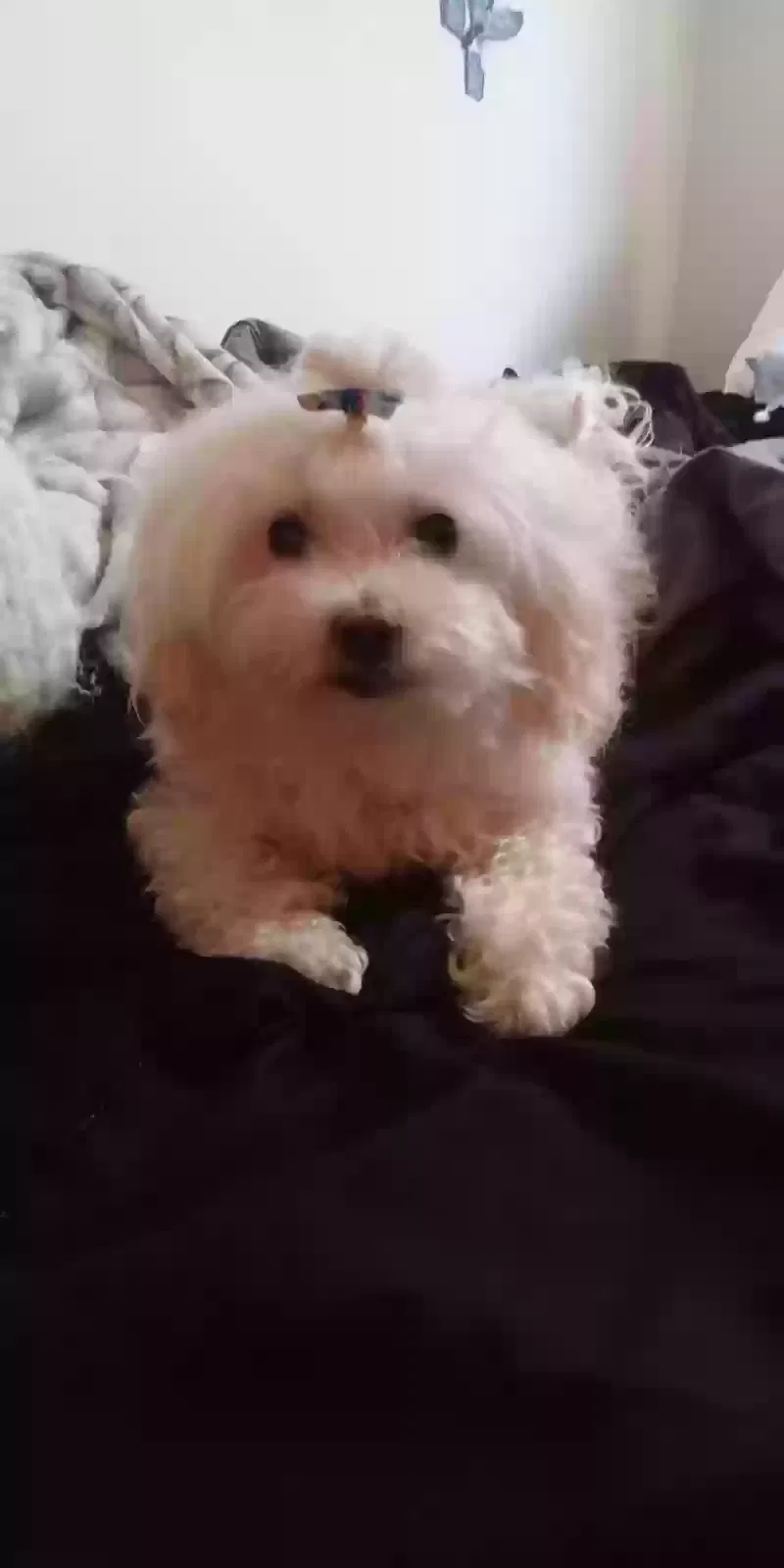 Lost dog in Unknown, CA, 92686