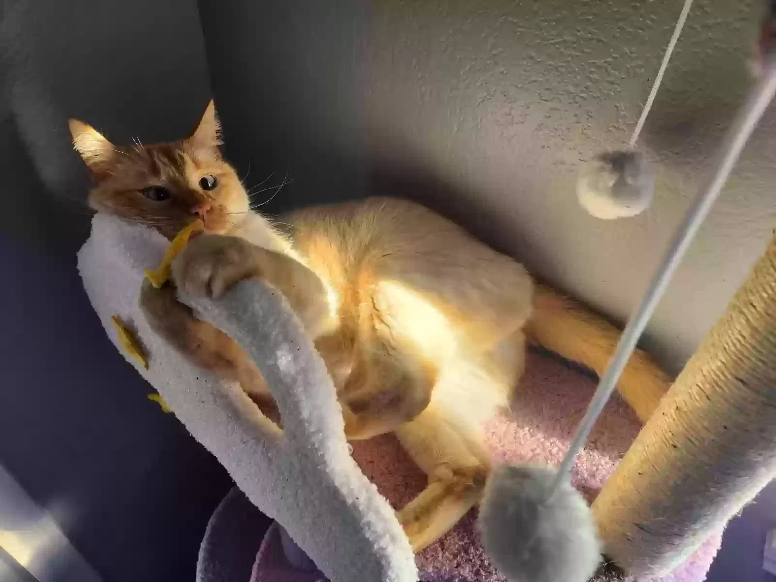 Lost cat in Cedar Hill, TX, 75104