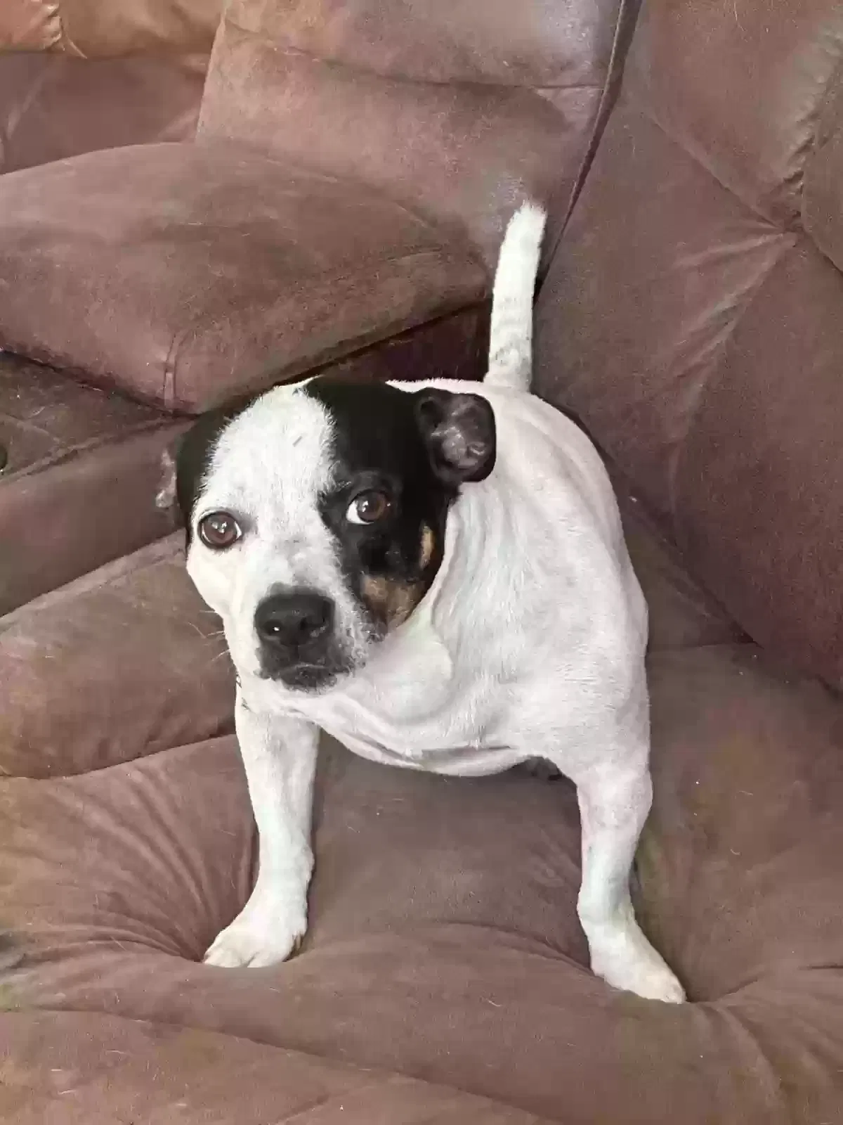 Lost dog in Avon Park, FL, 33825