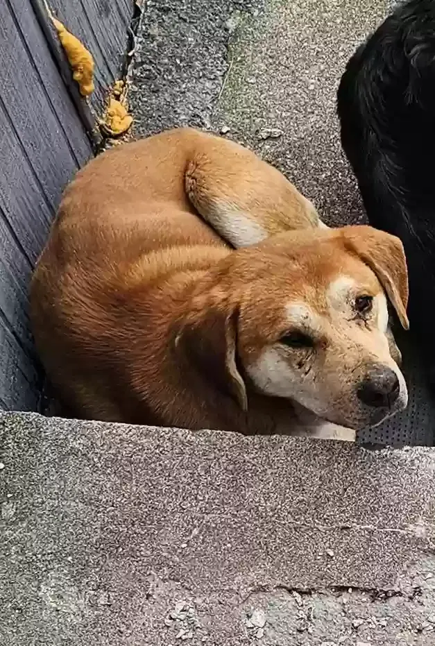 Found dog in Welch, WV, 24801