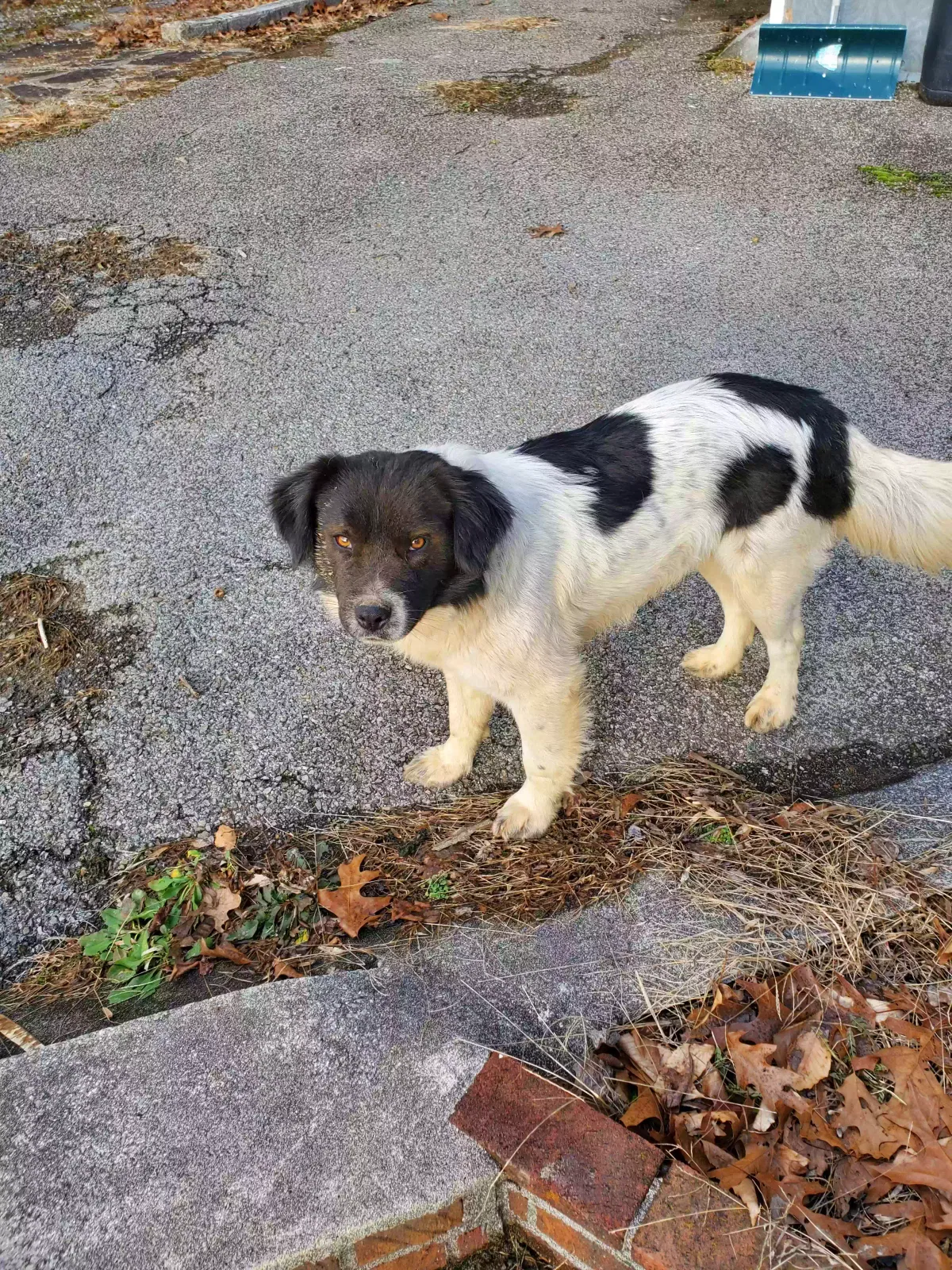 Found dog in Kimball, WV, 24853