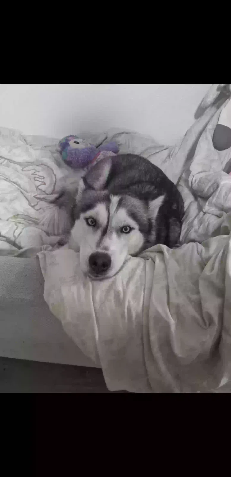 Lost dog in Phoenix, AZ, 85009
