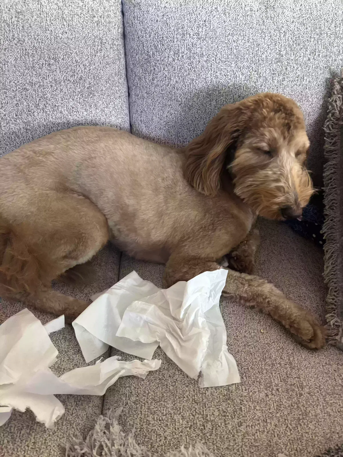 Lost dog in Scottsdale, AZ, 85255