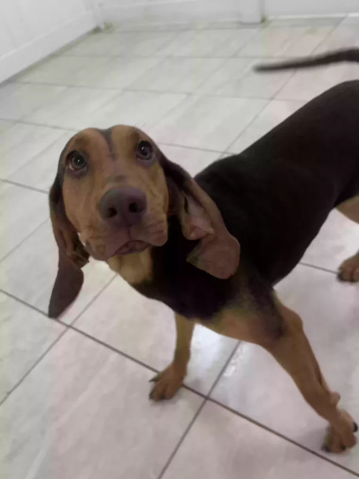 Lost dog in Sanford, FL, 32771