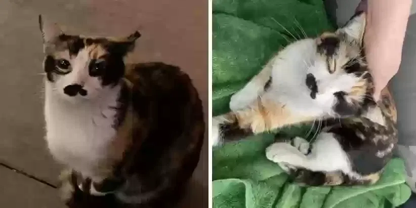 Lost cat in Tempe, AZ, 85281