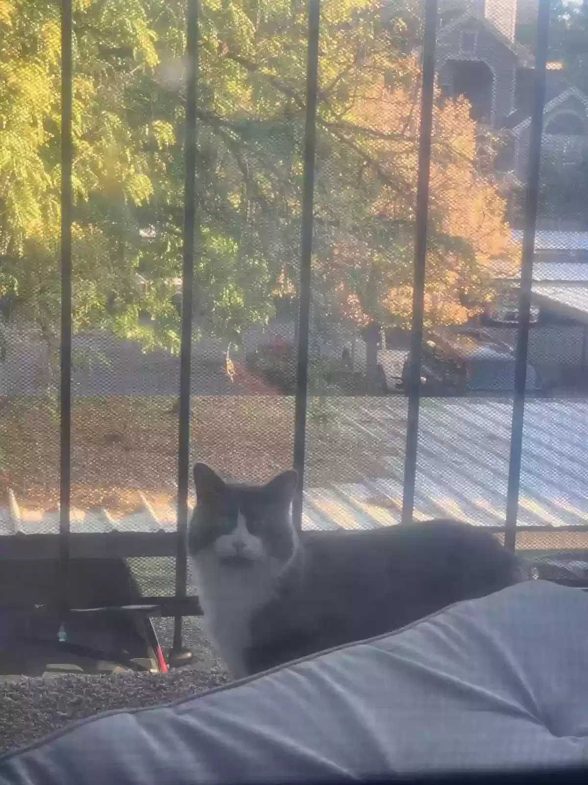 Lost cat in Salt Lake City, UT, 84107