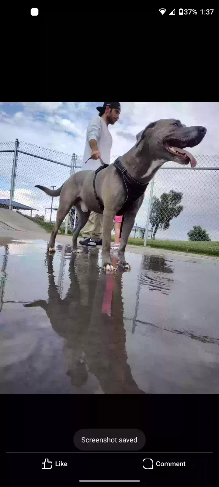 Lost dog in Beaumont, CA, 92223