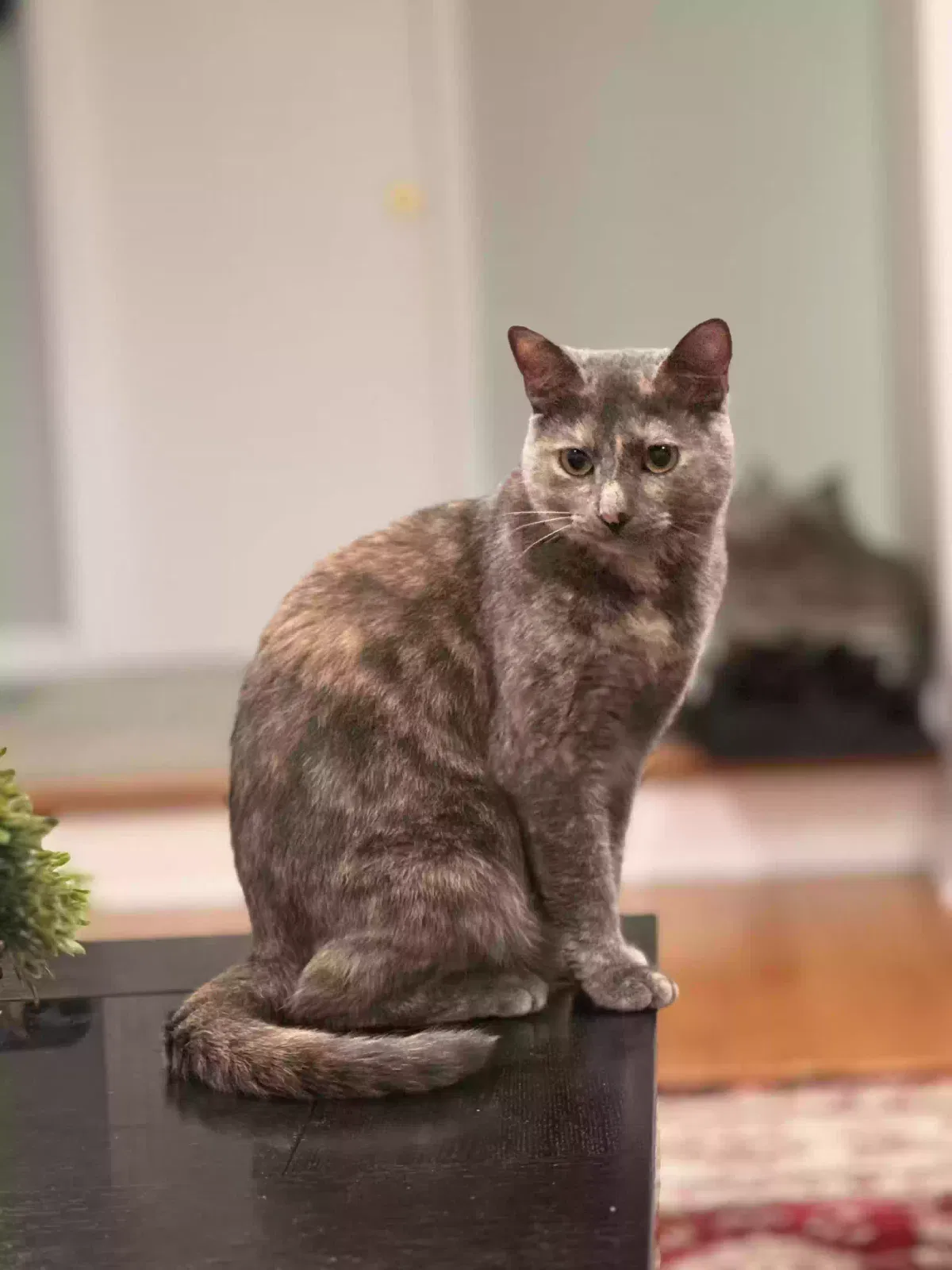 Lost cat in Morton Grove, IL, 60053