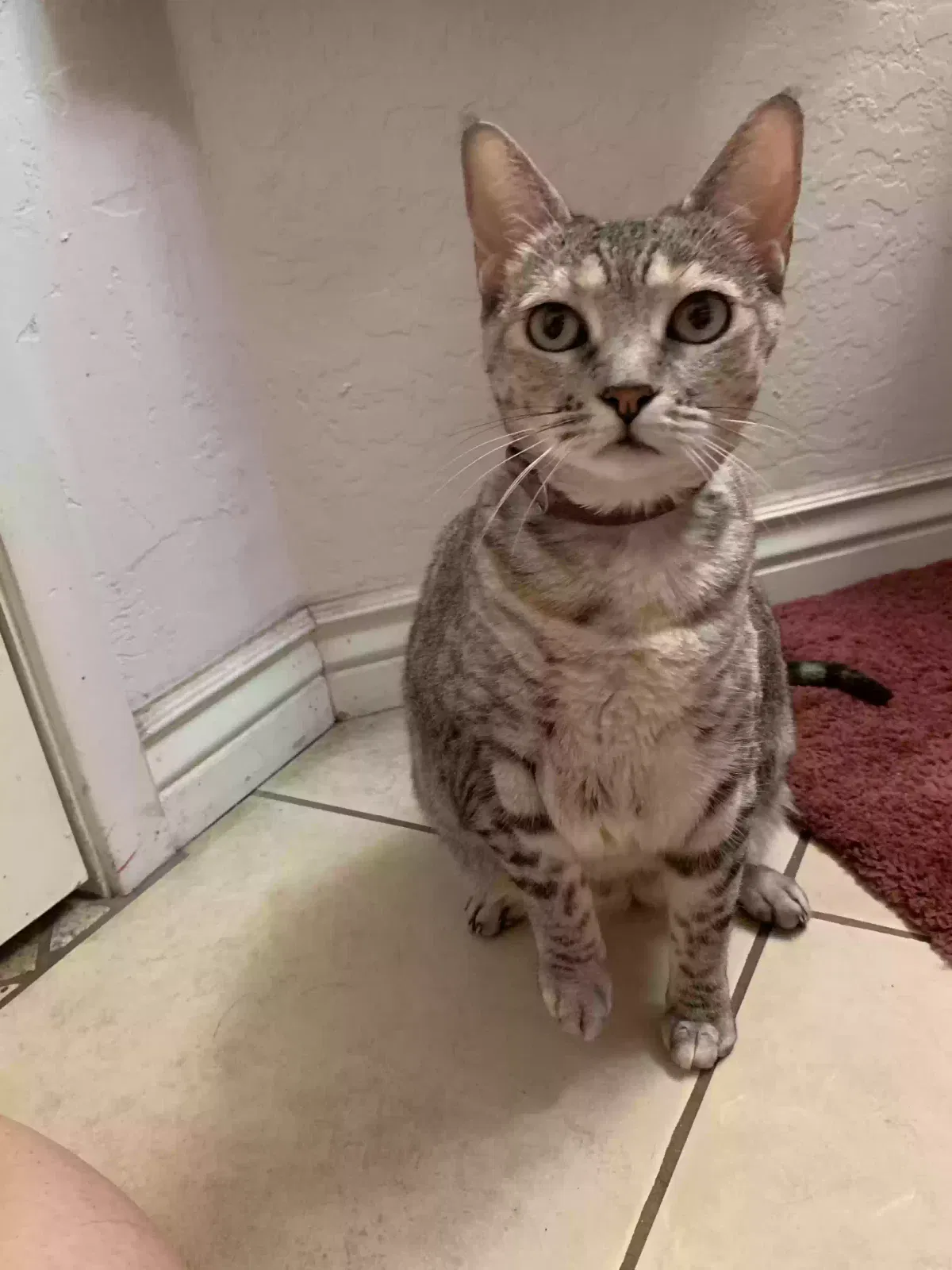 Missing Cat