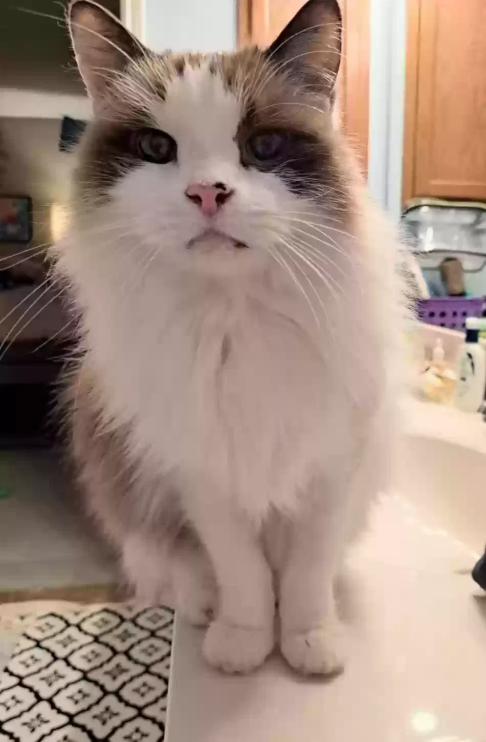 Lost cat in Lewisville, TX, 75067