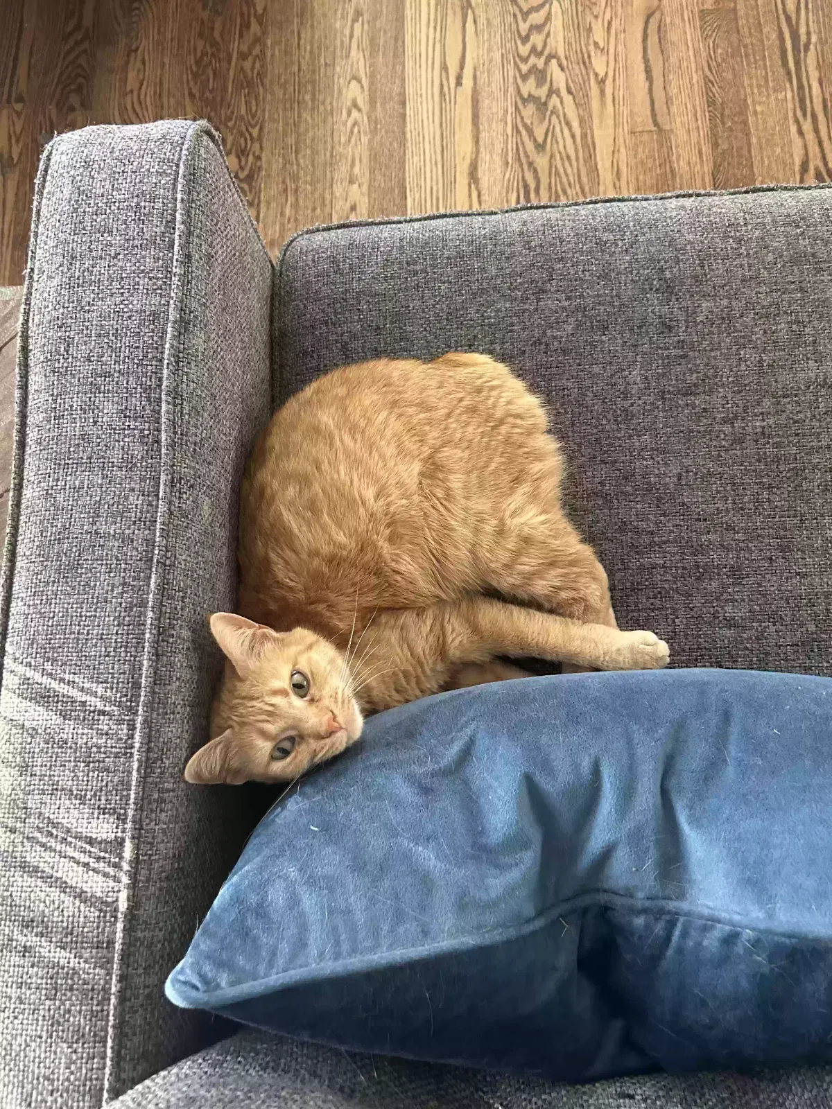 Lost cat in Saint Louis, MO, 63124