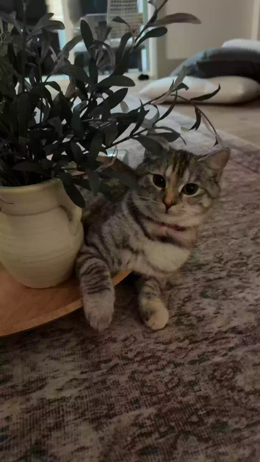 Lost cat in Knoxville, TN, 37932