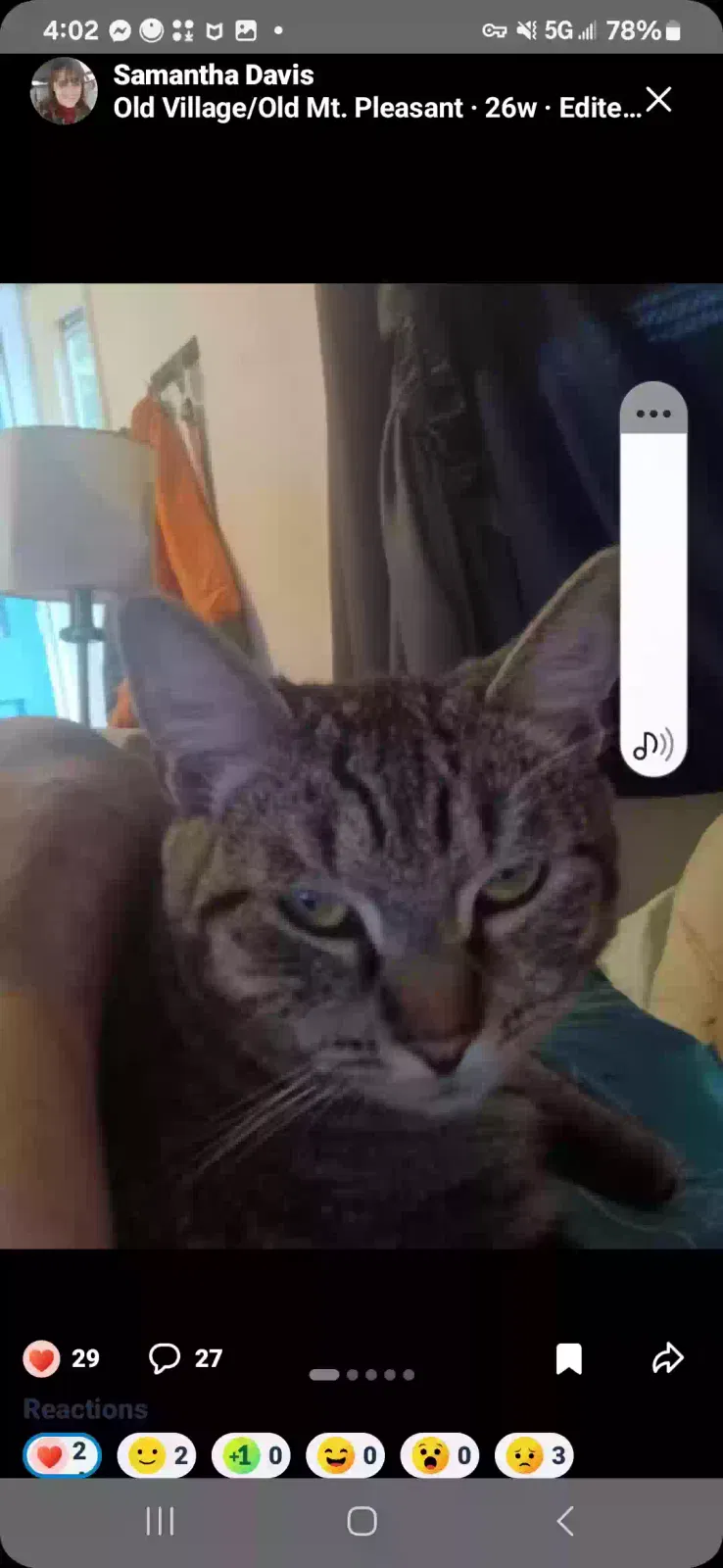 Lost cat in Mount Pleasant, SC, 29464