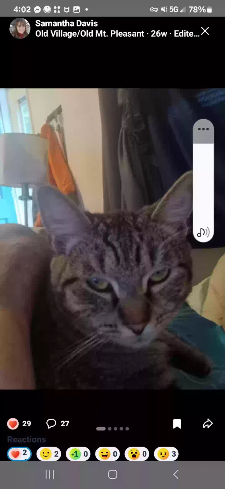 Lost cat in Mount Pleasant, SC, 29464
