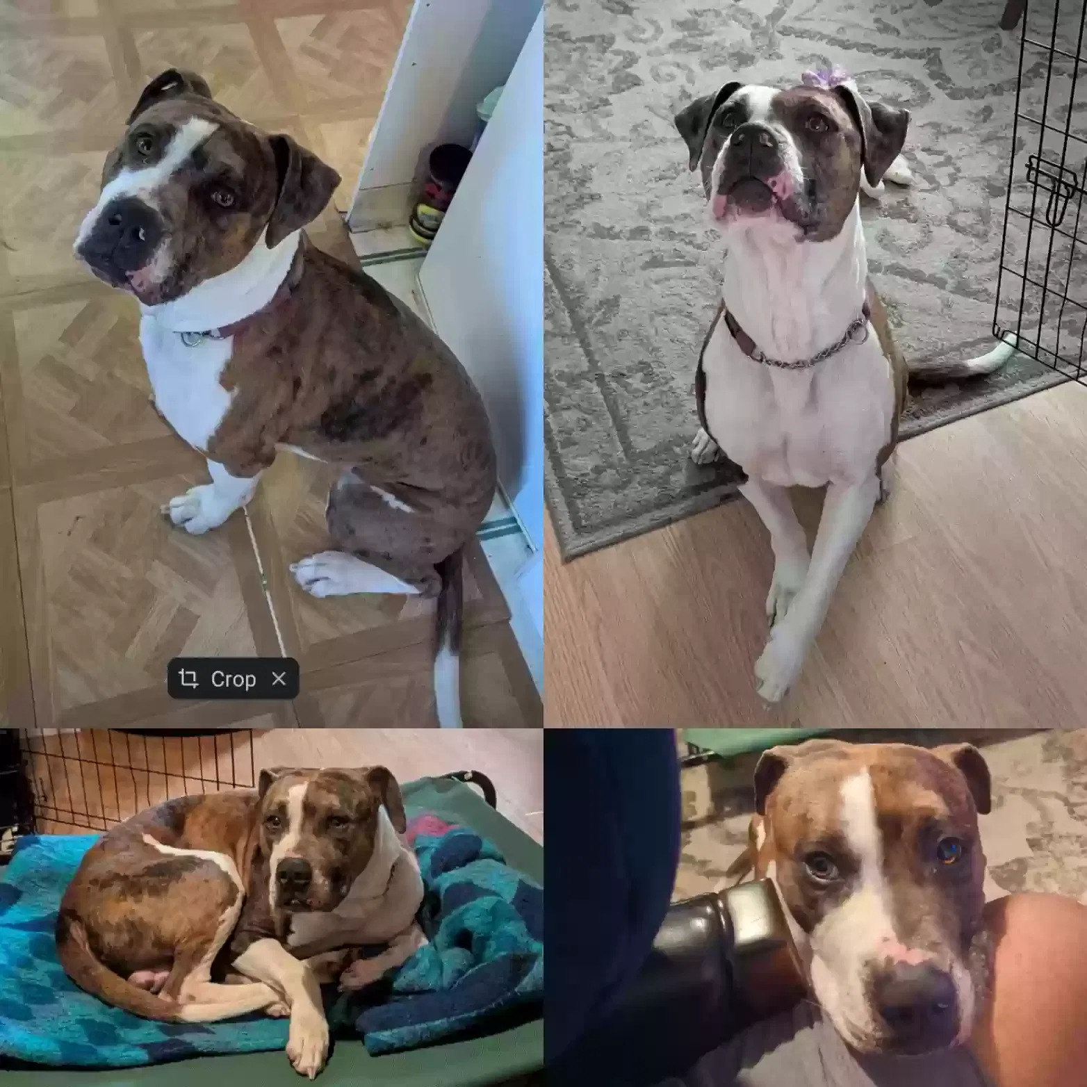 Lost dog in Oakland, CA, 94603
