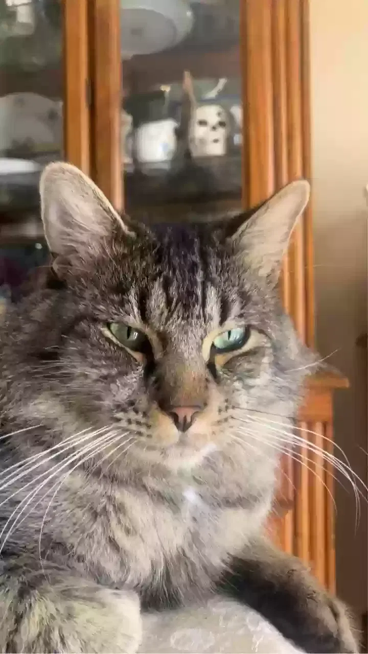 Lost cat in Crystal River, FL, 34428