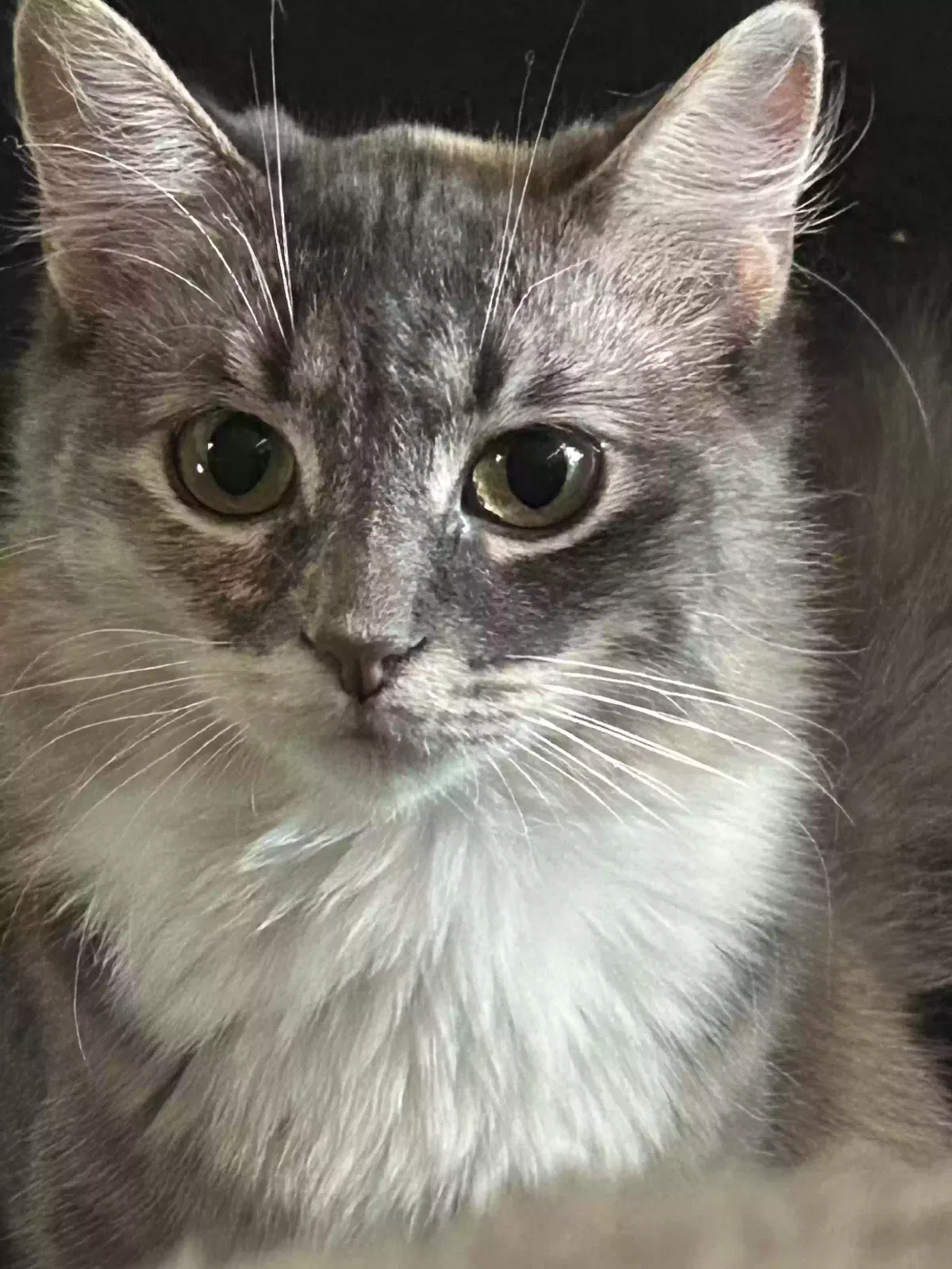 Lost cat in Saginaw, MI, 48609
