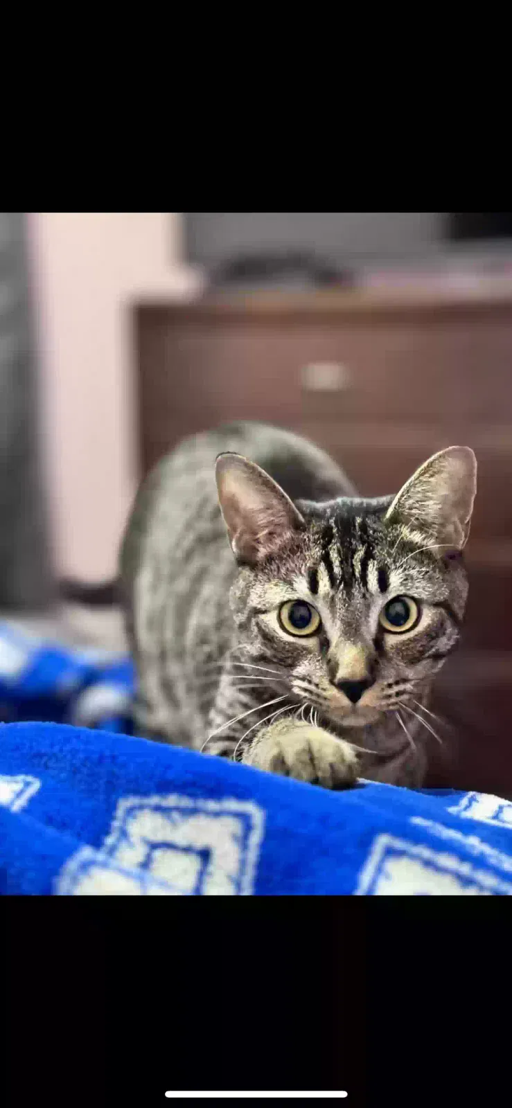 Lost cat in Amarillo, TX, 79103
