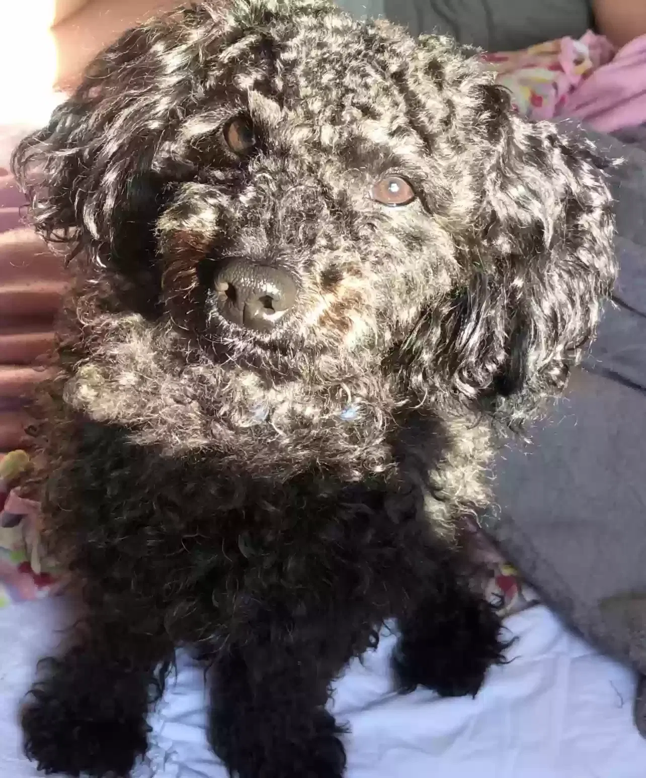 Lost dog in Hyattsville, MD, 20784