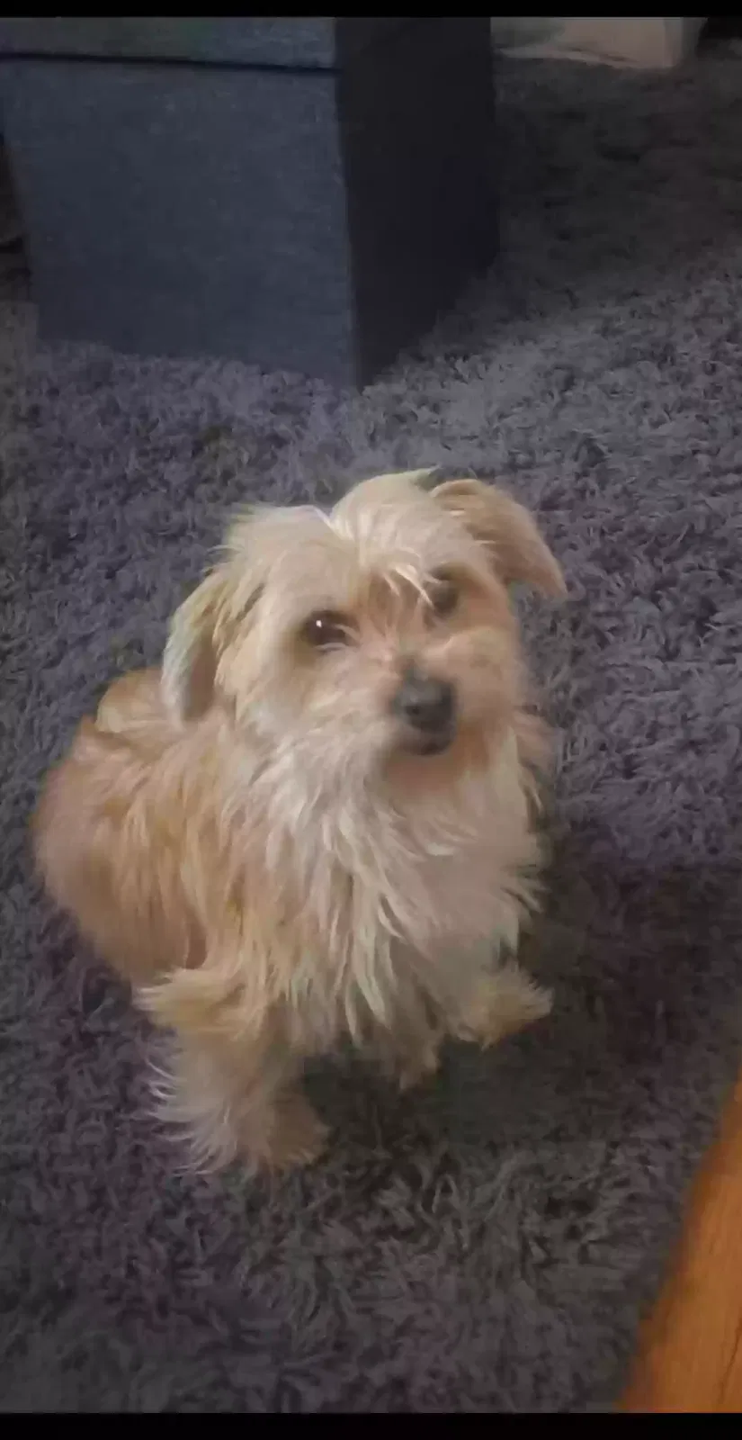 Lost dog in Elkins Park, PA, 19027