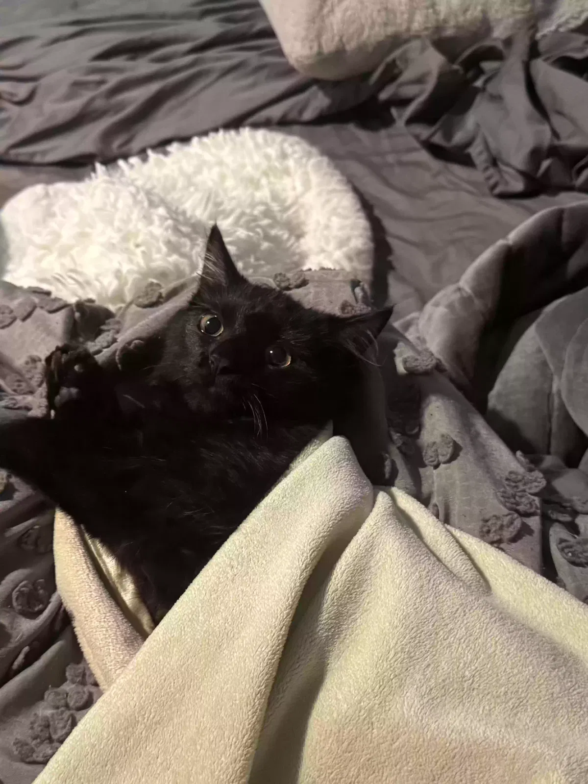 Lost cat in Aliso Viejo, CA, 92656