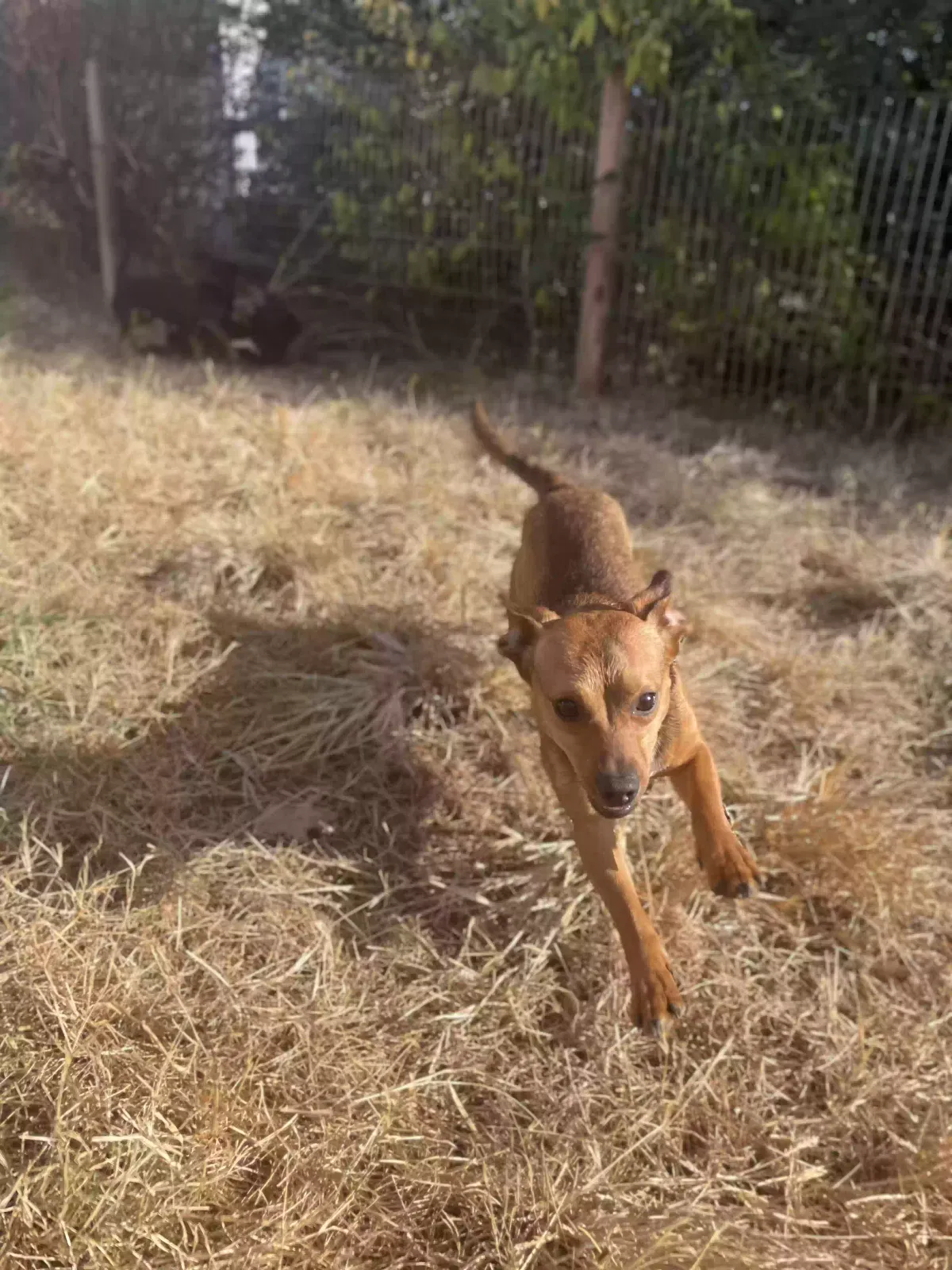 Lost dog in Lenoir, NC, 28645