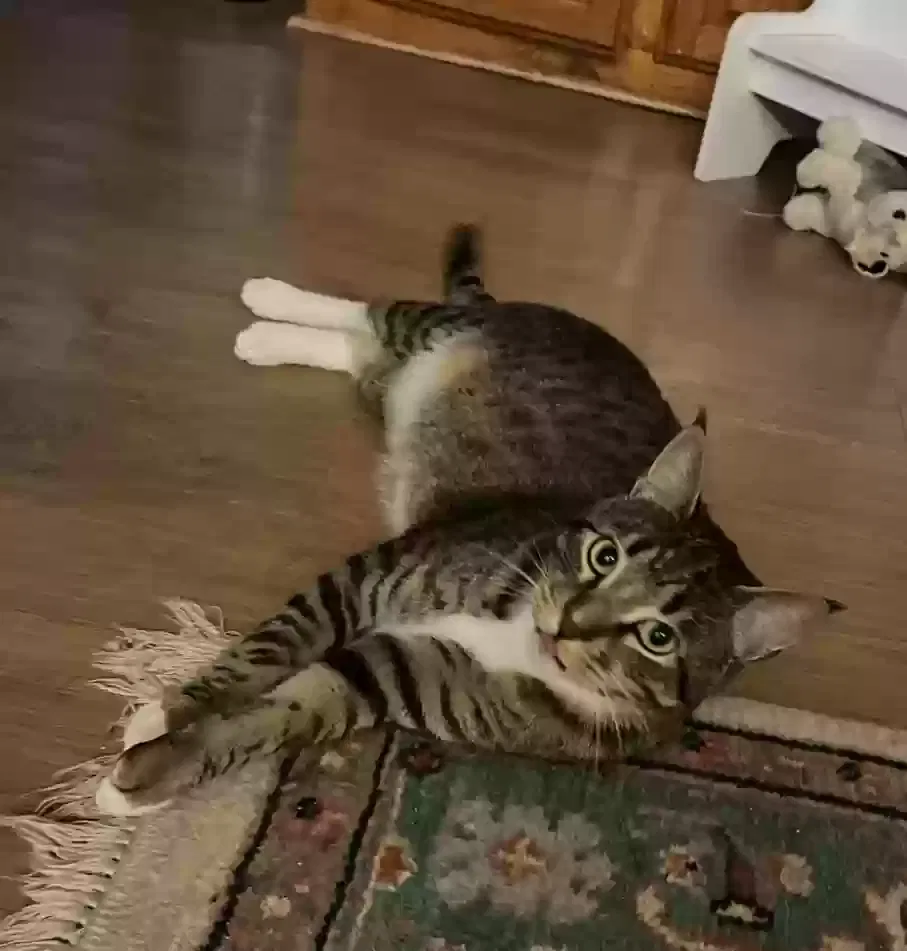 Lost cat in Baton Rouge, LA, 70816