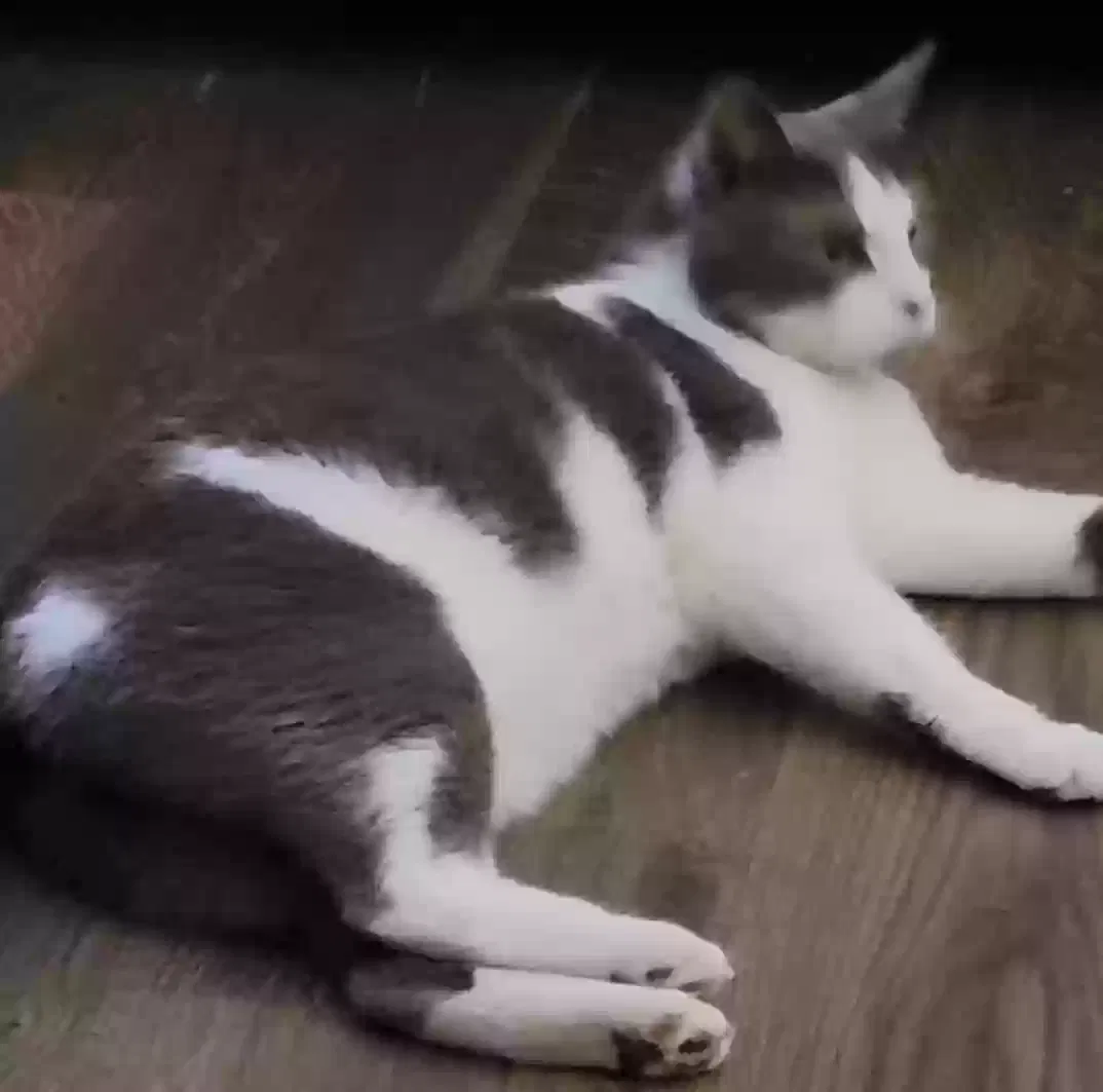 Lost cat in Southaven, MS, 38672