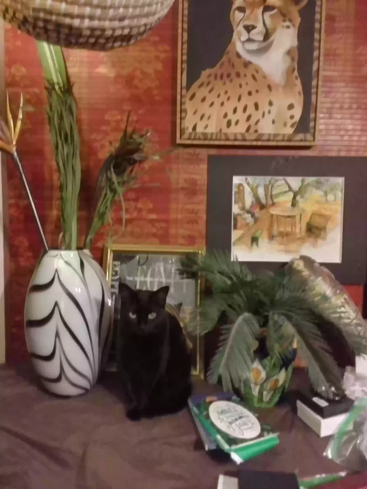 Lost cat in Clifton Heights, PA, 19018