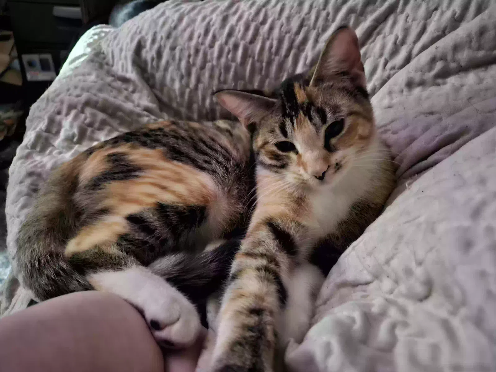 Lost cat in Mesquite, TX, 75149