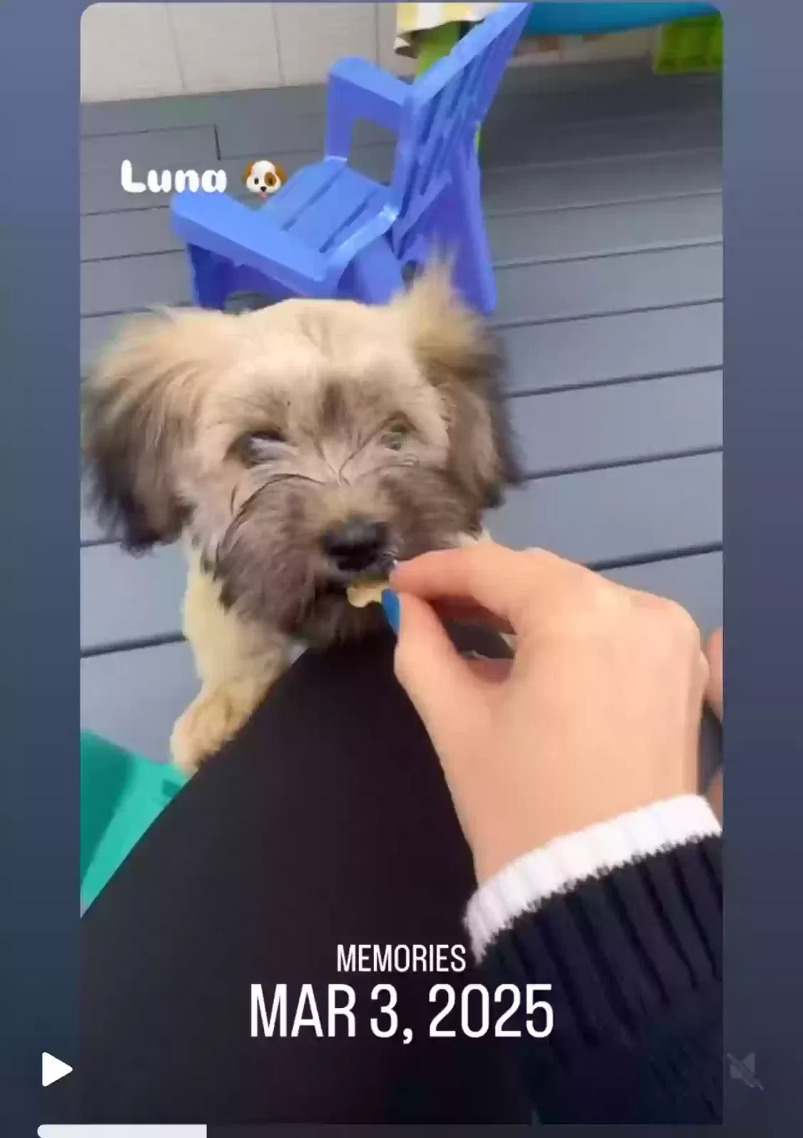 Lost dog in Alvin, TX, 77511