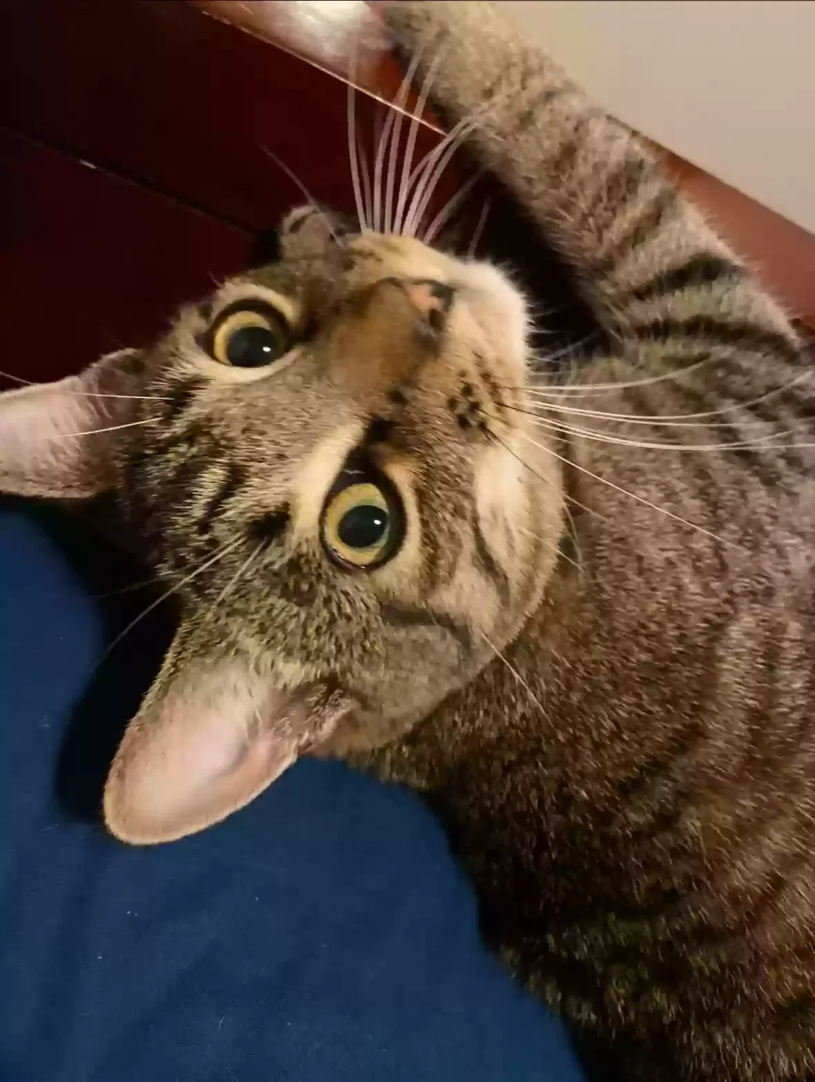 Lost cat in Stratford, CT, 6615