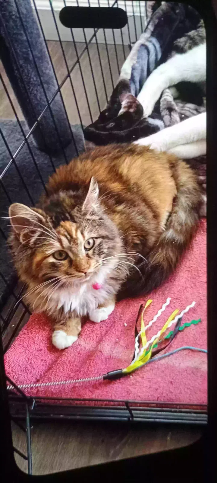 Lost cat in Sunnyvale, CA, 94086