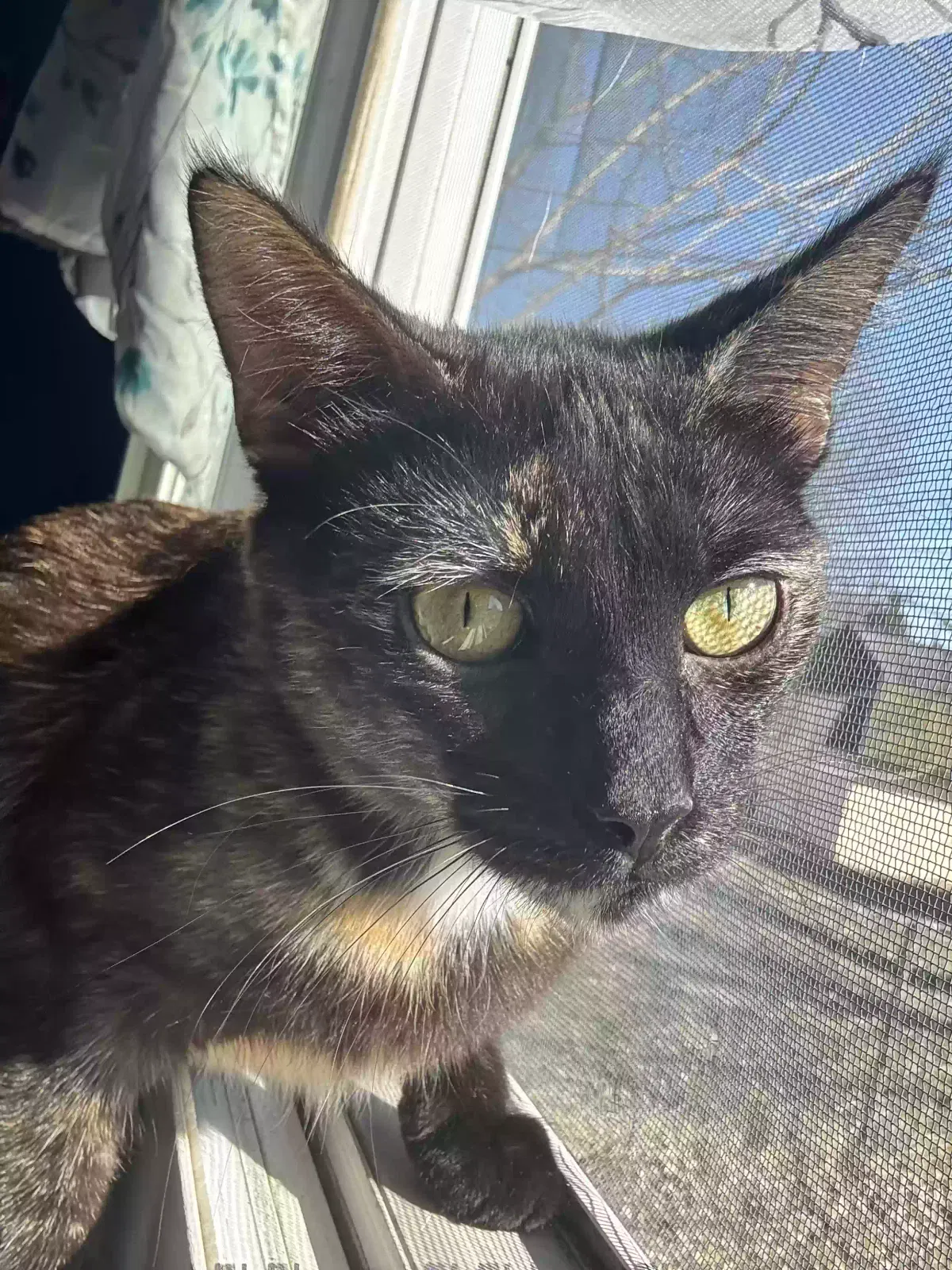 Lost cat in Roseville, MI, 48066