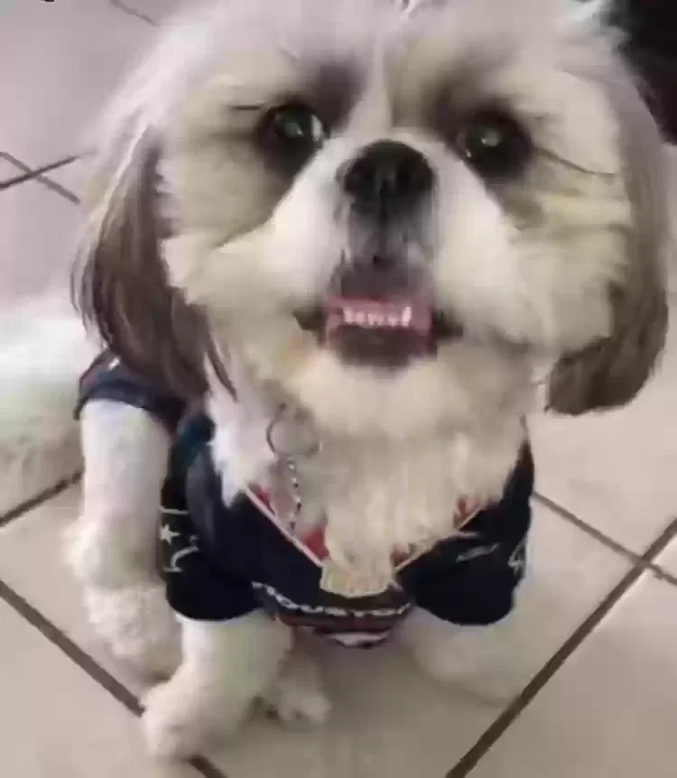 Lost dog in Houston, TX, 77088